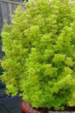 Little Sango' Dwarf Coral Bark Japanese Maple - 5 Gallon Pot -Wilson Bros Gardens acer palmatum little sango dwarf coral bark maple 1