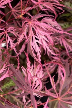Pink Ballerina Japanese Maple - 5 Gallon Pot -Wilson Bros Gardens acer palmatum pink ballerina 3