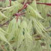 Sister Ghost Japanese Maple - 3 Gallon Pot (4-5')