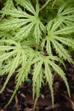 Sister Ghost Japanese Maple - 3 Gallon Pot (4-5') -Wilson Bros Gardens acer palmatum sister ghost japanese maple 14