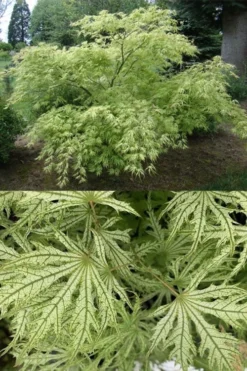 Sister Ghost Japanese Maple - 3 Gallon Pot (4-5') -Wilson Bros Gardens acer palmatum sister ghost japanese maple 5
