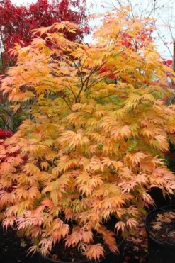 Sister Ghost Japanese Maple - 3 Gallon Pot (4-5') -Wilson Bros Gardens acer palmatum sister ghost japanese maple 9