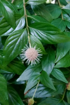 Adina Rubella Buttonbush - 3 Gallon Pot -Wilson Bros Gardens adina rubella chinese buttonbush 2