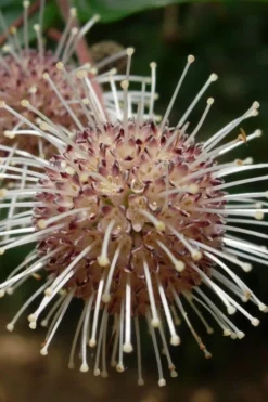 Adina Rubella Buttonbush - 3 Gallon Pot -Wilson Bros Gardens adina rubella chinese buttonbush 4