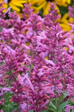 Rosie Posie Agastache (Hummingbird Mint) - 1 Gallon Pot -Wilson Bros Gardens agastache rosie posie hummingbird mint 3