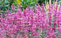 Rosie Posie Agastache (Hummingbird Mint) - 1 Gallon Pot -Wilson Bros Gardens agastache rosie posie hummingbird mint 7