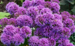 Millenium Allium (Ornamental Onion) - 6 Pack Of 1 Gallon Pots -Wilson Bros Gardens allium millenium 9