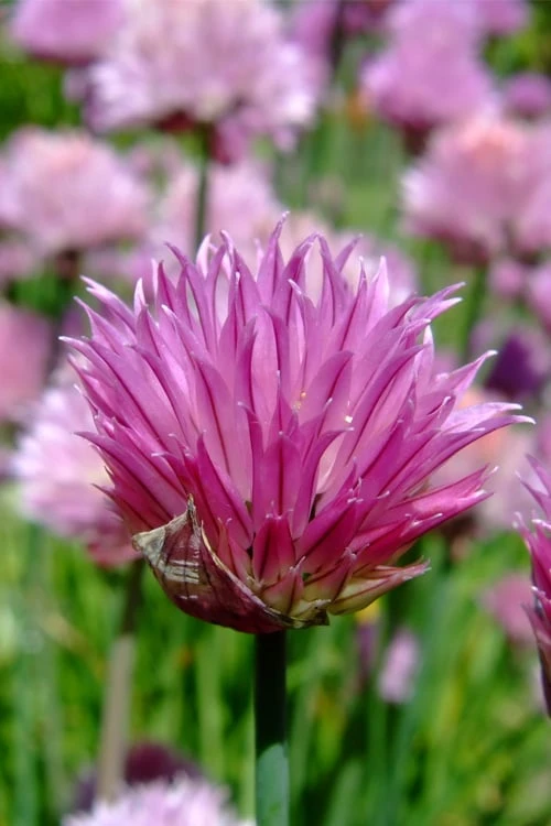 Chives Plant (Allium Schoenoprasum) - 5 Pack Of Quart Pots 6 Chives Plant (Allium Schoenoprasum) - 5 Pack Of Quart Pots - Image 6