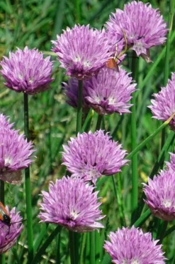 Chives Plant (Allium Schoenoprasum) - 5 Pack Of Quart Pots 10 Chives Plant (Allium Schoenoprasum) - 5 Pack Of Quart Pots -Wilson Bros Gardens allium schoenprasum chives 3