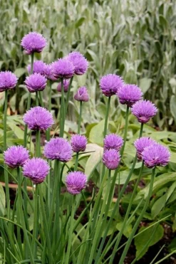 Chives Plant (Allium Schoenoprasum) - 5 Pack Of Quart Pots 9 Chives Plant (Allium Schoenoprasum) - 5 Pack Of Quart Pots -Wilson Bros Gardens allium schoenprasum chives 4