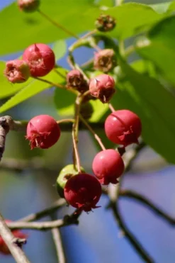 Downy Serviceberry Tree (Amelanchier Arborea) - 3 Gallon Pot 14 Downy Serviceberry Tree (Amelanchier Arborea) - 3 Gallon Pot -Wilson Bros Gardens amelanchier arborea downy serviceberry berries 1