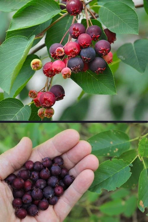 Downy Serviceberry Tree (Amelanchier Arborea) - 3 Gallon Pot 6 Downy Serviceberry Tree (Amelanchier Arborea) - 3 Gallon Pot - Image 6