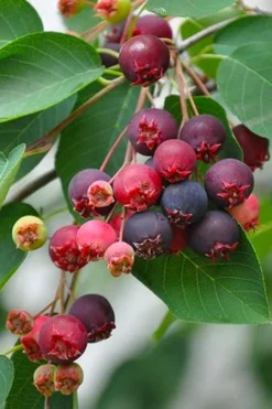 Downy Serviceberry Tree (Amelanchier Arborea) - 3 Gallon Pot