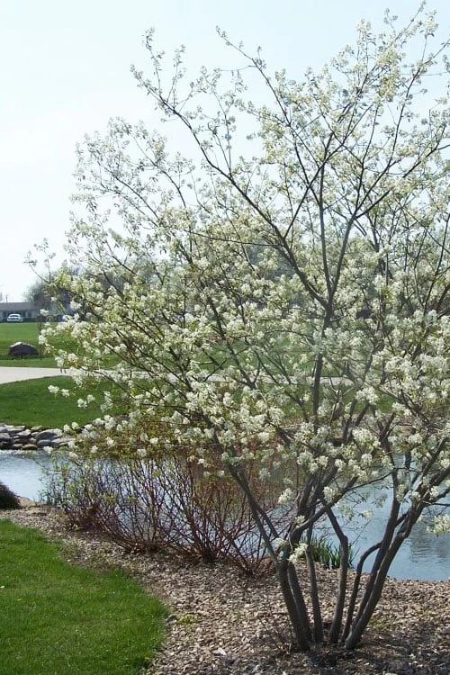Downy Serviceberry Tree (Amelanchier Arborea) - 3 Gallon Pot 10 Downy Serviceberry Tree (Amelanchier Arborea) - 3 Gallon Pot - Image 10