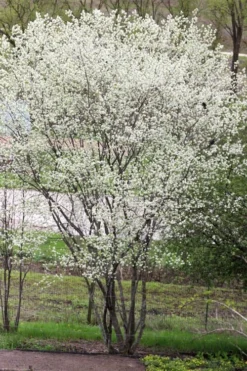 Downy Serviceberry Tree (Amelanchier Arborea) - 3 Gallon Pot 21 Downy Serviceberry Tree (Amelanchier Arborea) - 3 Gallon Pot -Wilson Bros Gardens amelanchier arborea downy serviceberry tree 3