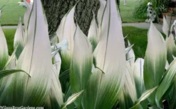 Snowcap Cast Iron Plant (Aspidistra Elatior 'Snowcap') - 3 Gallon Pot -Wilson Bros Gardens aspidistra elatior snow cap cast iron plant 2