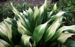 Snowcap Cast Iron Plant (Aspidistra Elatior 'Snowcap') - 3 Gallon Pot -Wilson Bros Gardens aspidistra elatior snow cap cast iron plant 3