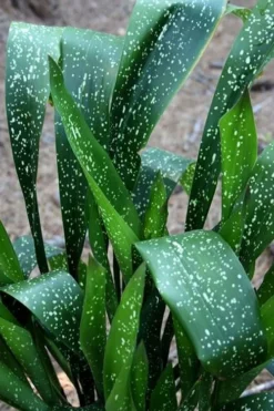 Spek-tacular Cast Iron Plant - 3 Gallon Pot