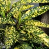Hosoba Hoshifu Variegated Aucuba (Japanese Laurel) - 1 Gallon Pot