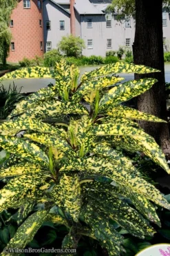 Hosoba Hoshifu Variegated Aucuba (Japanese Laurel) - 1 Gallon Pot -Wilson Bros Gardens aucuba hosoba hoshifu11