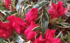 Arctic Rose Azalea - 3 Gallon Pot -Wilson Bros Gardens azalea arctic rose 4