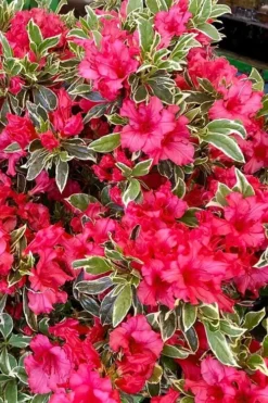 Arctic Rose Azalea - 3 Gallon Pot -Wilson Bros Gardens azalea arctic rose 5