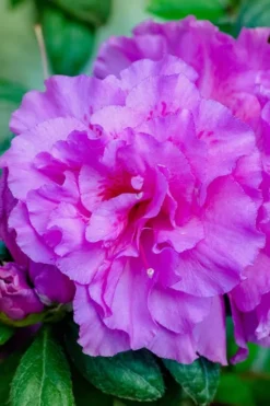 Autumn Majesty Encore Azalea - 3 Gallon Pot -Wilson Bros Gardens azalea encore autumn majesty 12