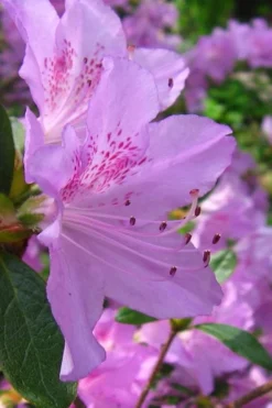 Gulf Pride Fragrant Southern Indica Azalea - 6 Pack Of 1 Gallon Pots 9 Gulf Pride Fragrant Southern Indica Azalea - 6 Pack Of 1 Gallon Pots -Wilson Bros Gardens azalea gulf pride 2