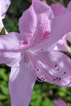 Gulf Pride Fragrant Southern Indica Azalea - 3 Gallon Pot -Wilson Bros Gardens azalea gulf pride 5 1