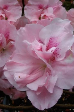 Nancy Of Robin Hill Azalea - 2 Gallon Pot -Wilson Bros Gardens azalea nancy at robin hill 1