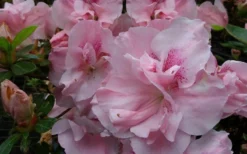Nancy Of Robin Hill Azalea - 2 Gallon Pot -Wilson Bros Gardens azalea nancy of robin hill 3