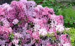 Northlake Beauty Azalea - 3 Gallon Pot 7 Northlake Beauty Azalea - 3 Gallon Pot -Wilson Bros Gardens azalea northlake beauty 13