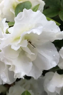 Perfecto Mundo Double White Reblooming Azalea - 2 Gallon Pot 11 Perfecto Mundo Double White Reblooming Azalea - 2 Gallon Pot -Wilson Bros Gardens azalea perfecto mondo double white 1 1