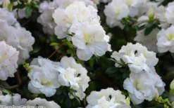 Perfecto Mundo Double White Reblooming Azalea - 3 Gallon Pot 12 Perfecto Mundo Double White Reblooming Azalea - 3 Gallon Pot -Wilson Bros Gardens azalea perfecto mondo double white 2