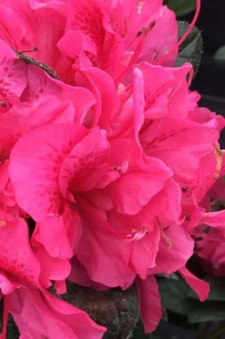 Perfecto Mundo Double Dark Pink Reblooming Azalea - 2 Gallon Pot 7 Perfecto Mundo Double Dark Pink Reblooming Azalea - 2 Gallon Pot -Wilson Bros Gardens azalea perfecto mundo double dark pink 1
