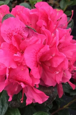 Perfecto Mundo Double Dark Pink Reblooming Azalea - 2 Gallon Pot