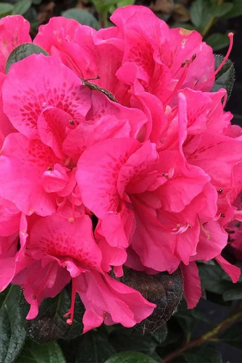 Perfecto Mundo Double Dark Pink Reblooming Azalea - 2 Gallon Pot 1 Perfecto Mundo Double Dark Pink Reblooming Azalea - 2 Gallon Pot