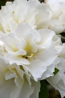 Perfecto Mundo Double White Reblooming Azalea - 2 Gallon Pot 10 Perfecto Mundo Double White Reblooming Azalea - 2 Gallon Pot -Wilson Bros Gardens azalea perfecto mundo double white 6 1