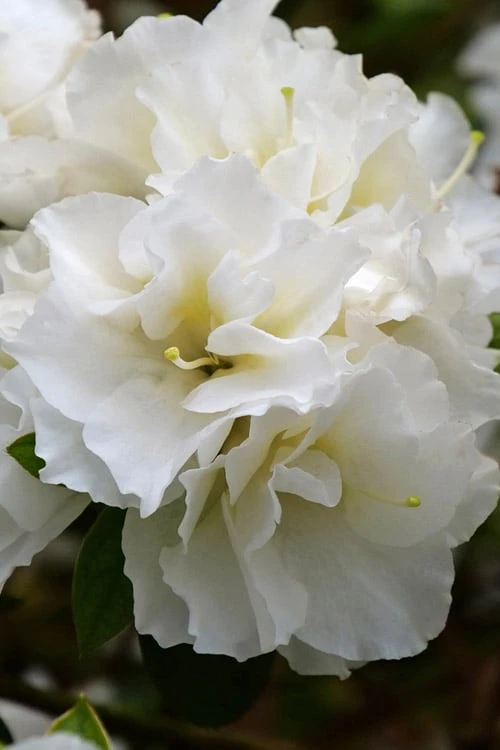 Perfecto Mundo Double White Reblooming Azalea - 2 Gallon Pot 1 Perfecto Mundo Double White Reblooming Azalea - 2 Gallon Pot