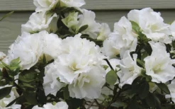 Perfecto Mundo Double White Reblooming Azalea - 2 Gallon Pot 9 Perfecto Mundo Double White Reblooming Azalea - 2 Gallon Pot -Wilson Bros Gardens azalea perfecto mundo double white 9 1
