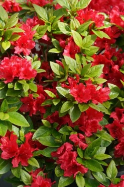 Perfecto Mundo Red Reblooming Azalea - 2 Gallon Pot 12 Perfecto Mundo Red Reblooming Azalea - 2 Gallon Pot -Wilson Bros Gardens azalea perfecto mundo red 2