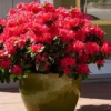 Perfecto Mundo Red Reblooming Azalea - 2 Gallon Pot