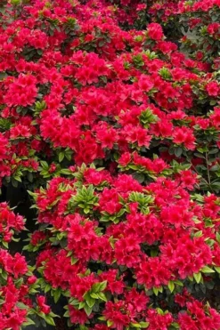 Perfecto Mundo Red Reblooming Azalea - 2 Gallon Pot 11 Perfecto Mundo Red Reblooming Azalea - 2 Gallon Pot -Wilson Bros Gardens azalea perfecto mundo red 5
