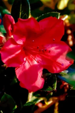 Perfecto Mundo Red Reblooming Azalea - 2 Gallon Pot 13 Perfecto Mundo Red Reblooming Azalea - 2 Gallon Pot -Wilson Bros Gardens azalea perfecto mundo red 6
