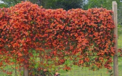 Tangerine Beauty Crossvine Bignonia - 1 Gallon Pot -Wilson Bros Gardens bignonia capreolata tangerine beauty crossvine 101