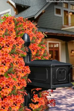 Tangerine Beauty Crossvine Bignonia - 1 Gallon Pot -Wilson Bros Gardens bignonia capreolata tangerine beauty crossvine 105