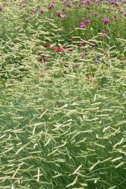 Blonde Ambition Blue Grama Grass (Bouteloua Gracilis) - 1 Gallon Pot -Wilson Bros Gardens bouteloua gracilis blonde ambition grama grass 2