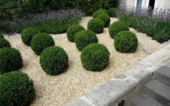 Baby Gem Boxwood - 1 Gallon Pot 11 Baby Gem Boxwood - 1 Gallon Pot -Wilson Bros Gardens boxwoodbabygem