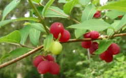 Fragrant Winter Honeysuckle Bush (Lonicera Fragrantissima) - 3 Gallon Pot -Wilson Bros Gardens bush fragrant honeysuckle 3 800x500 1