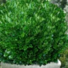 Richard Boxwood (Buxus Harlandii) - 3 Gallon Pot